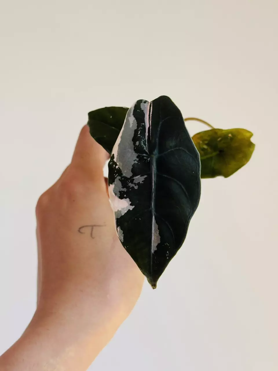 Pink Chantrieri thumbnail