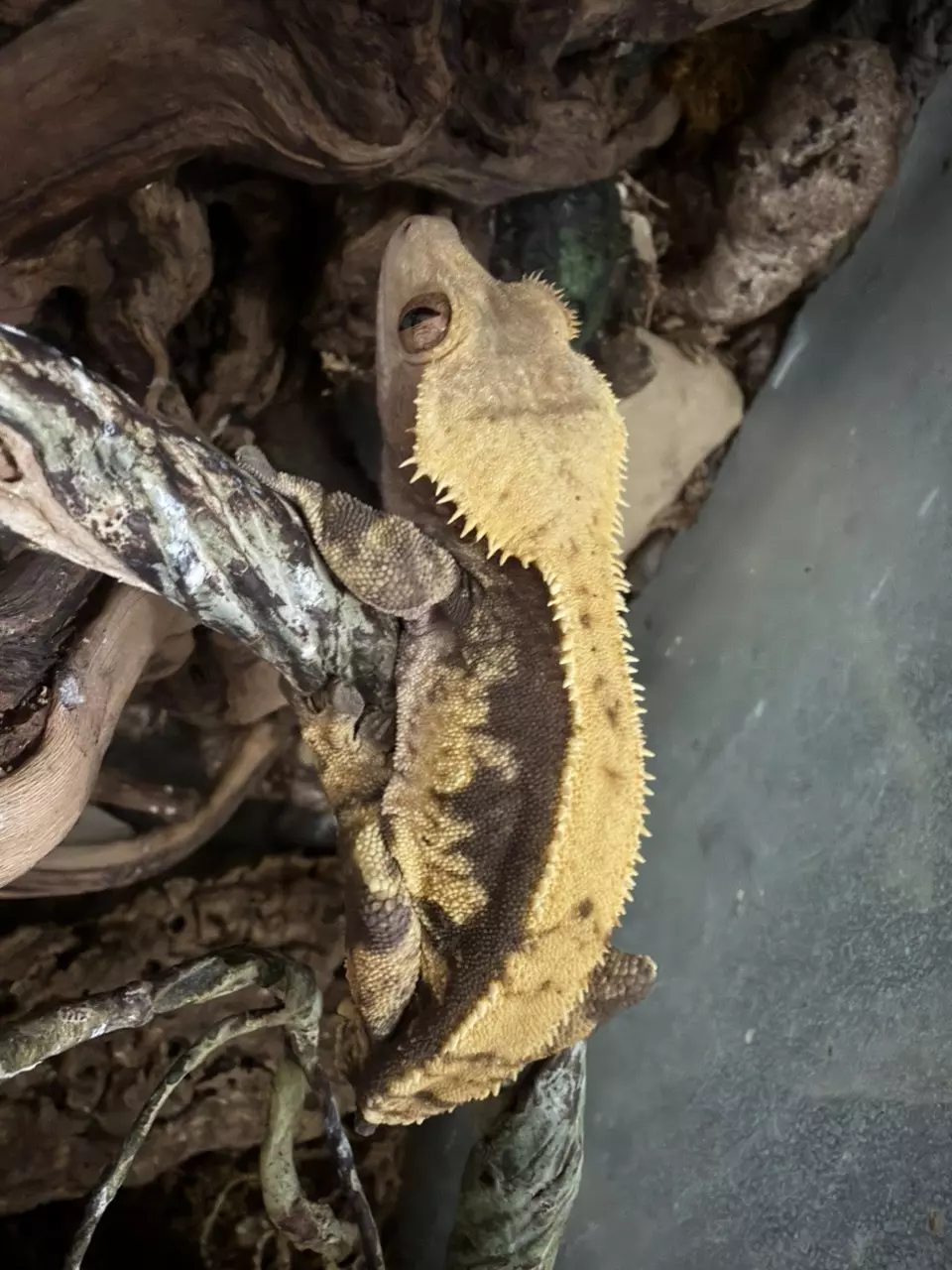 RTB (Proven Male) thumbnail