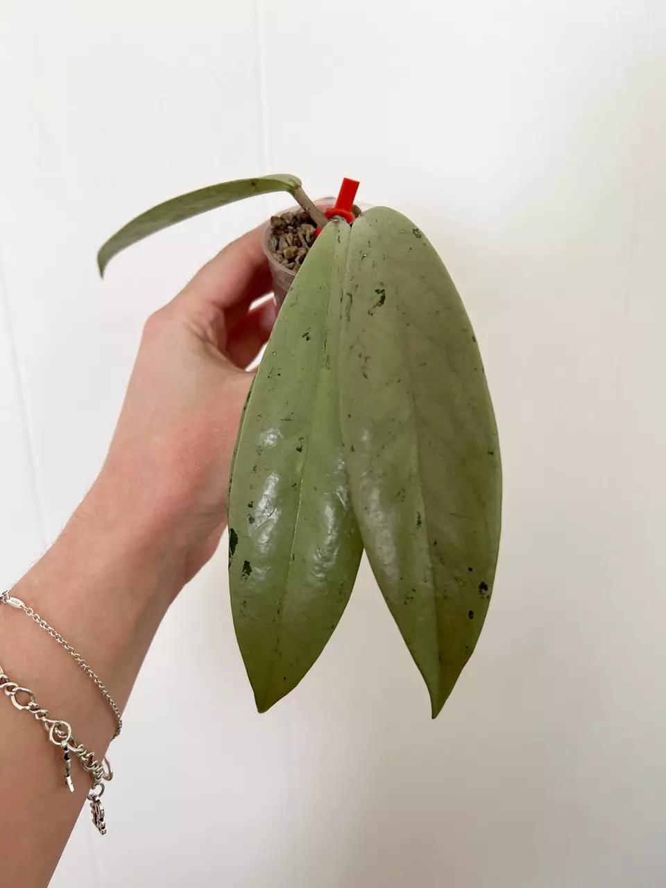 Hoya Pubicalyx Pink Silver Ghost thumbnail