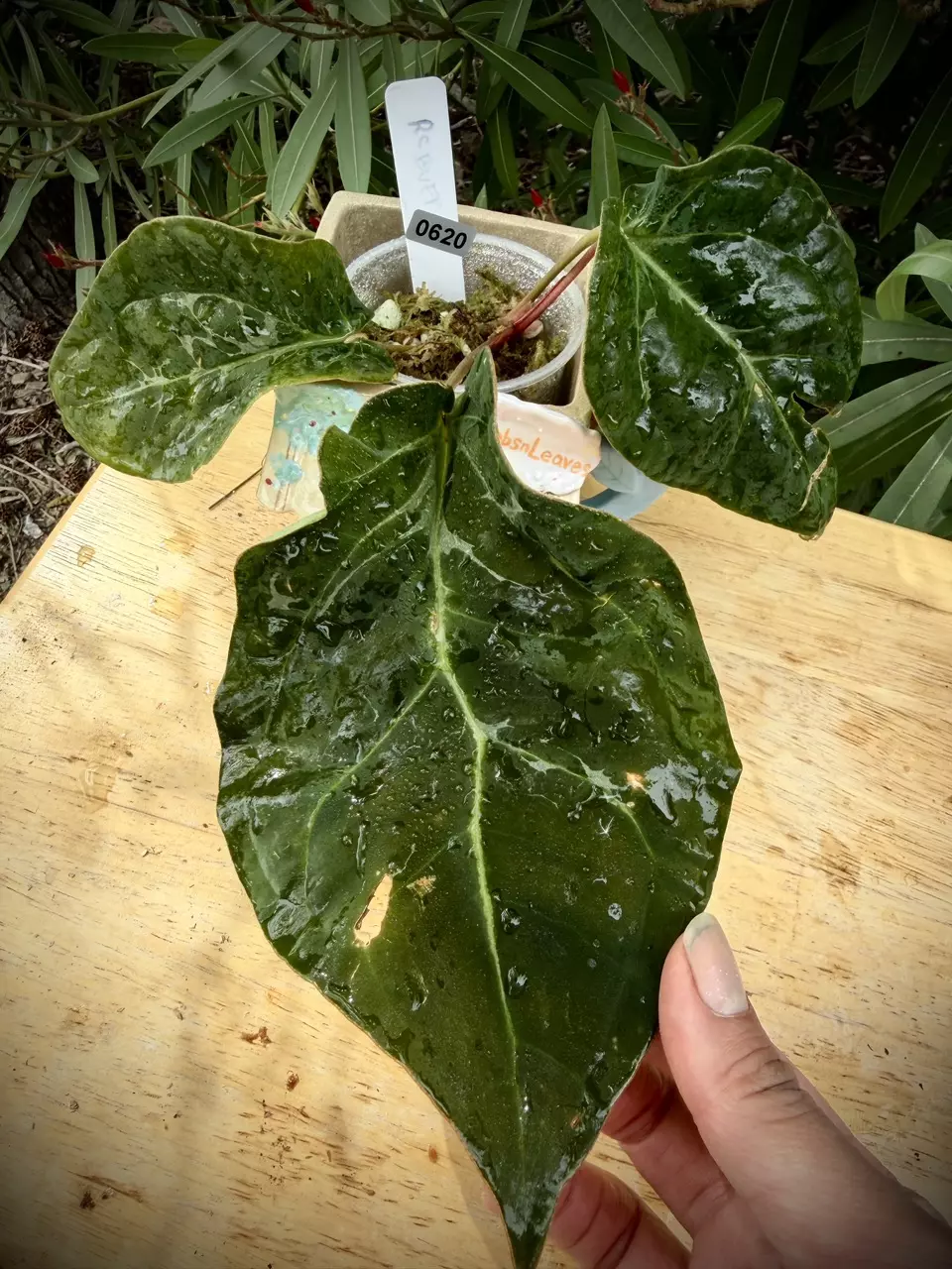 Var RC X BVEP 0620 thumbnail