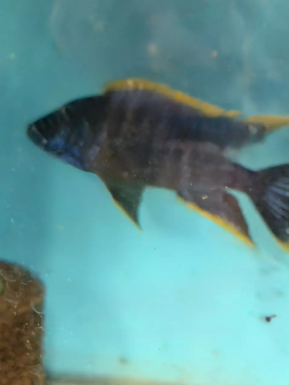 Red Top Lawanda thumbnail
