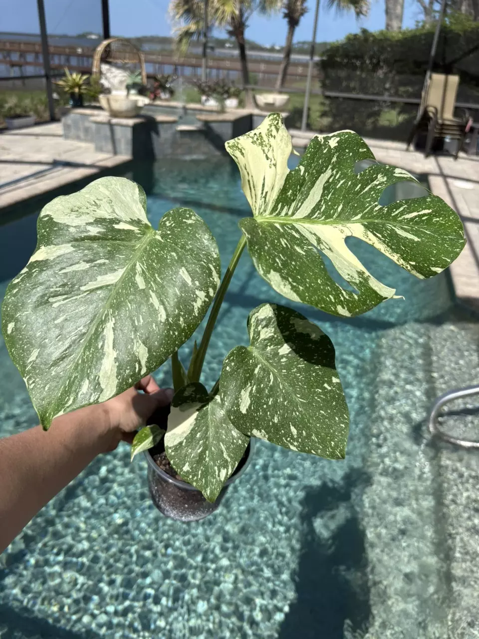 Monstera Thai Constellation in 5” thumbnail
