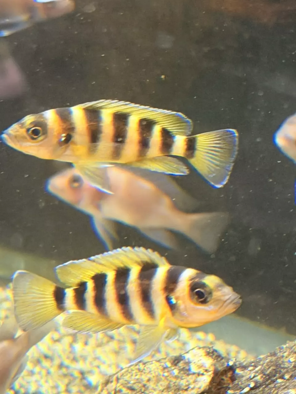 Tanganyika Fish thumbnail