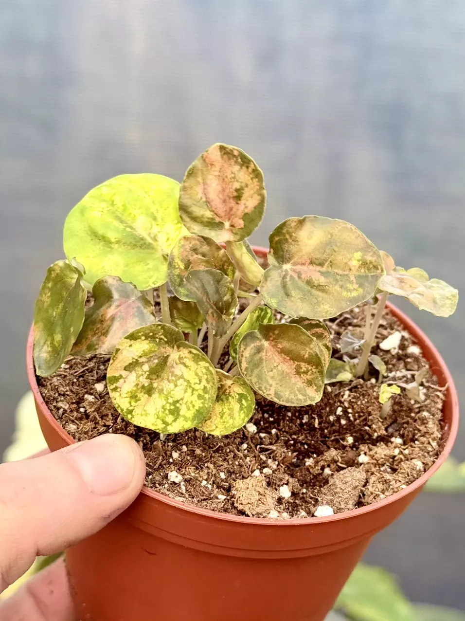 2945 Carnival Peperomia (V. chocolate pep) thumbnail
