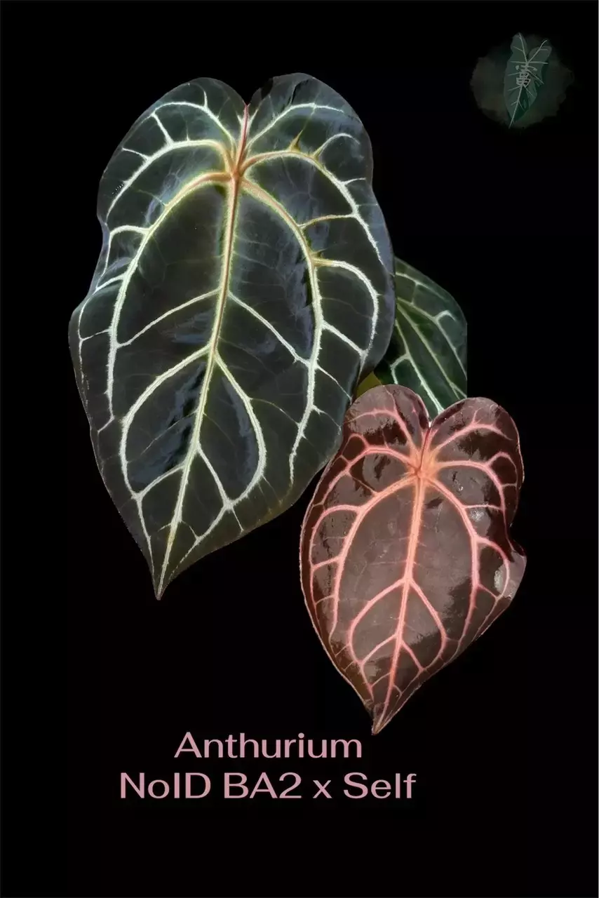 NOID BA2 x self thumbnail