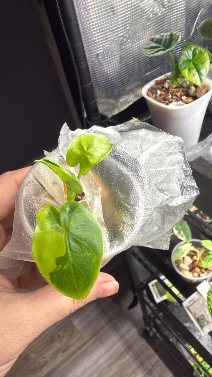 Alocasia Variegated Puber “Green Goddess” thumbnail