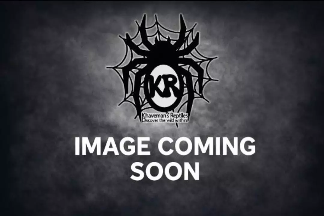 Scaber "Excalibur" 10ct thumbnail