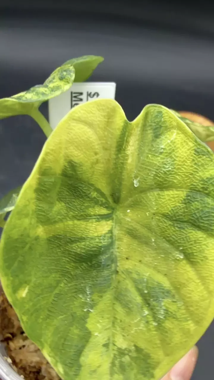 Alocasia Melo Aurea thumbnail
