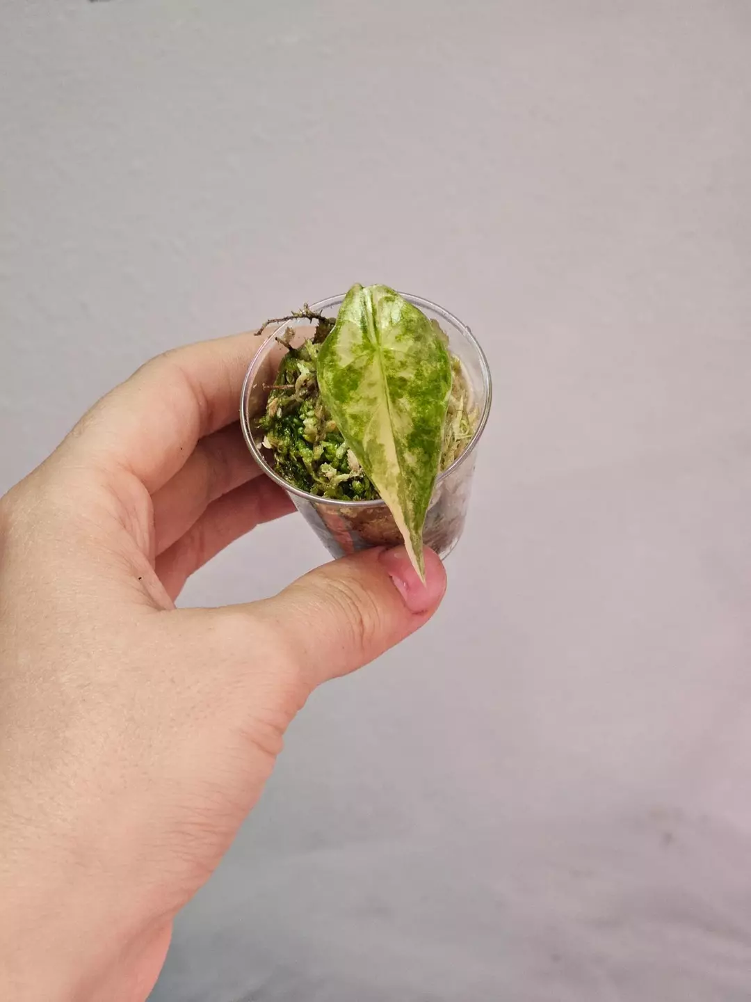 Alocasia longiloba albo pup thumbnail