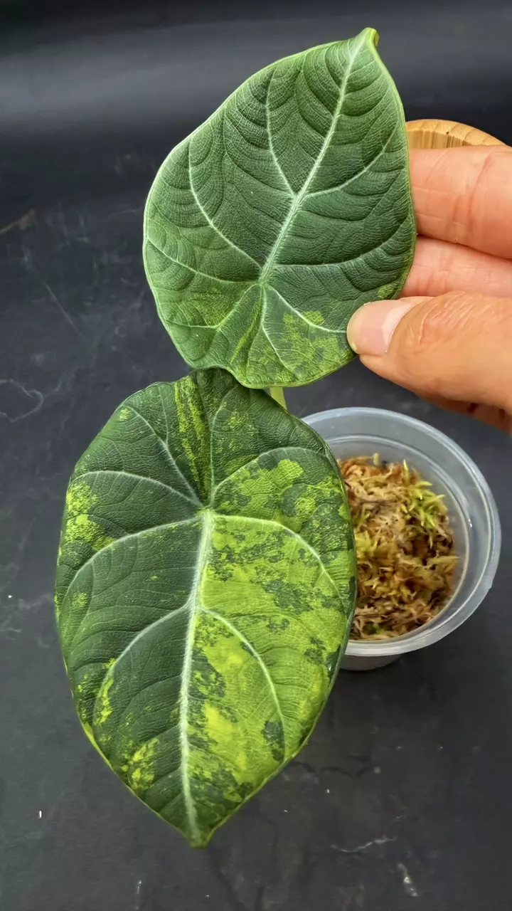 Alocasia Maharani Lemon Lime thumbnail