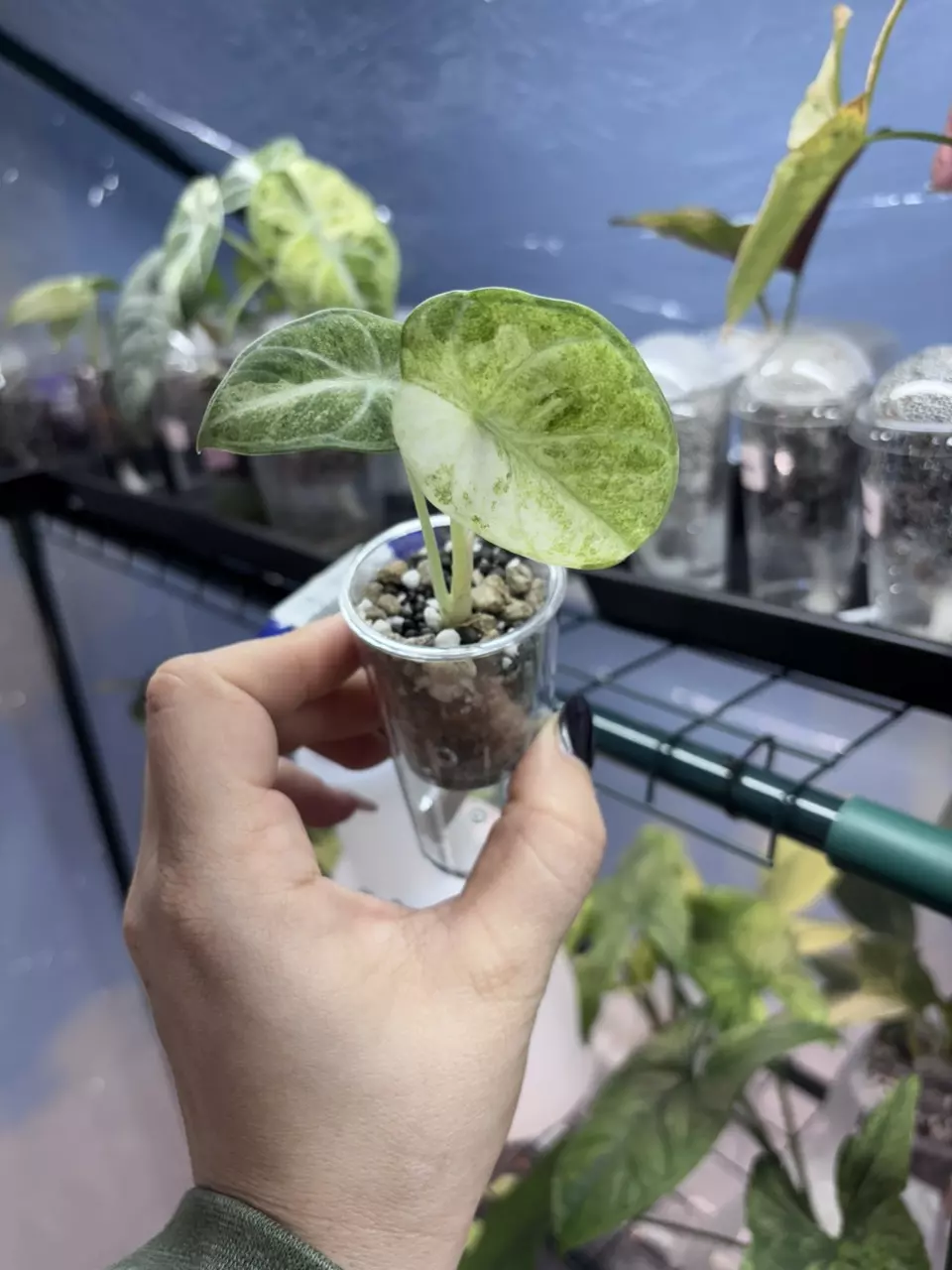 NINJA TRI COLOR thumbnail