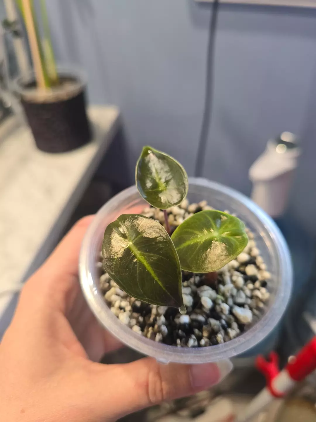 Pink Dragon Corm pups. thumbnail