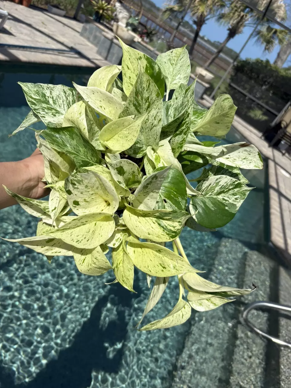 Snow Queen Pothos in 8” HB thumbnail