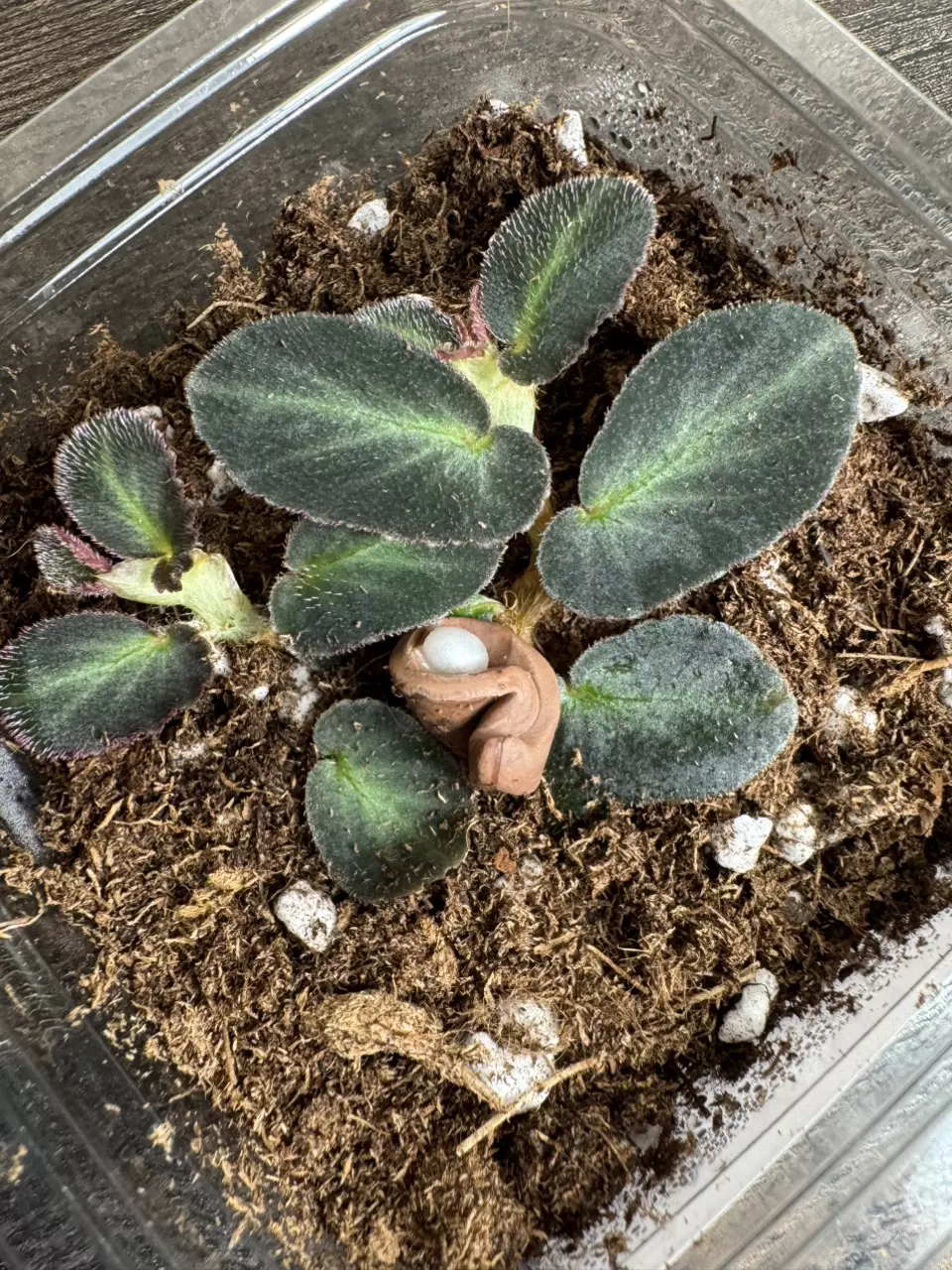 Begonia thelmae with Pearl Prop Pin thumbnail