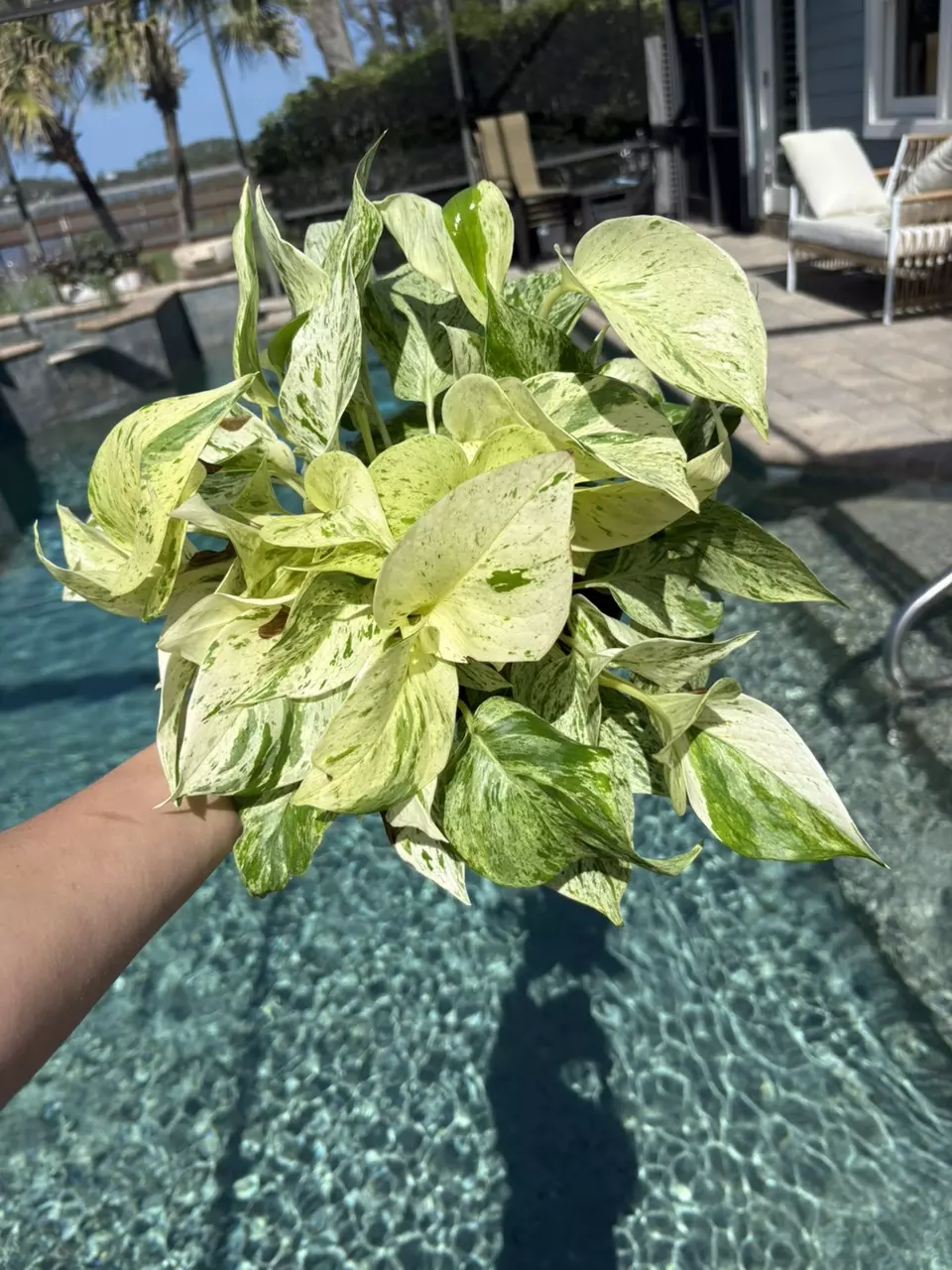 Snow Queen Pothos in 6” HB thumbnail