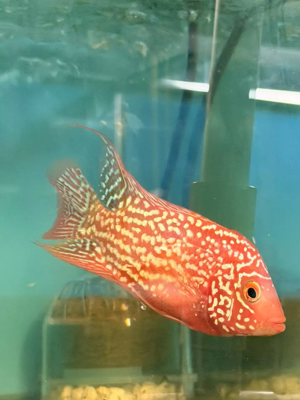 Super Red Texas (GB) thumbnail