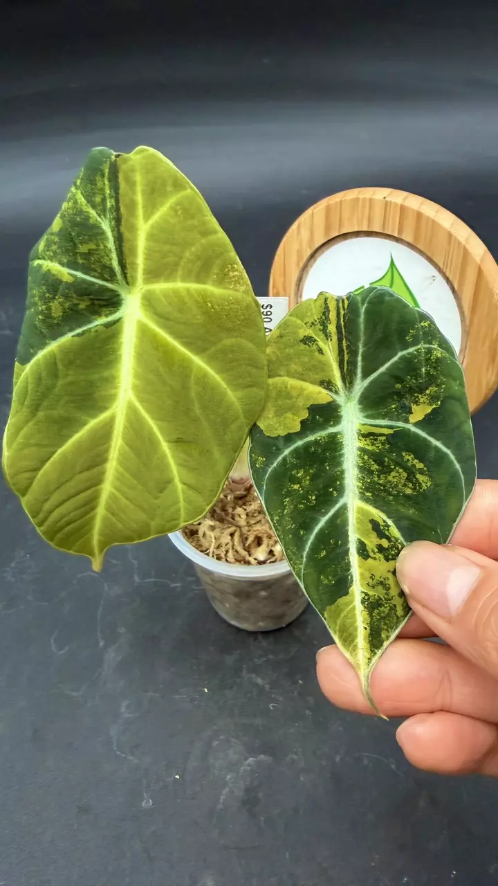 Alocasia Black Velvet Gold thumbnail
