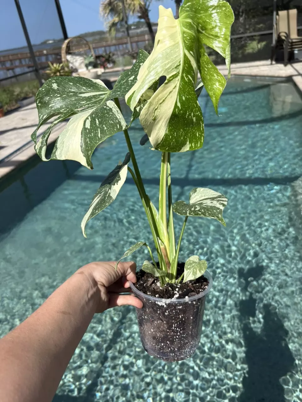 Monstera Thai Constellation in 5” thumbnail