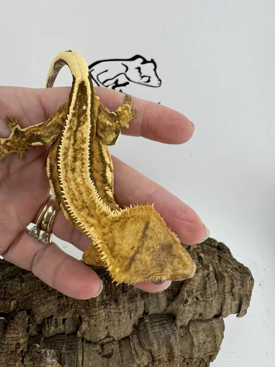 Delilah female 33g Pinstripe from Miami Art gecko thumbnail