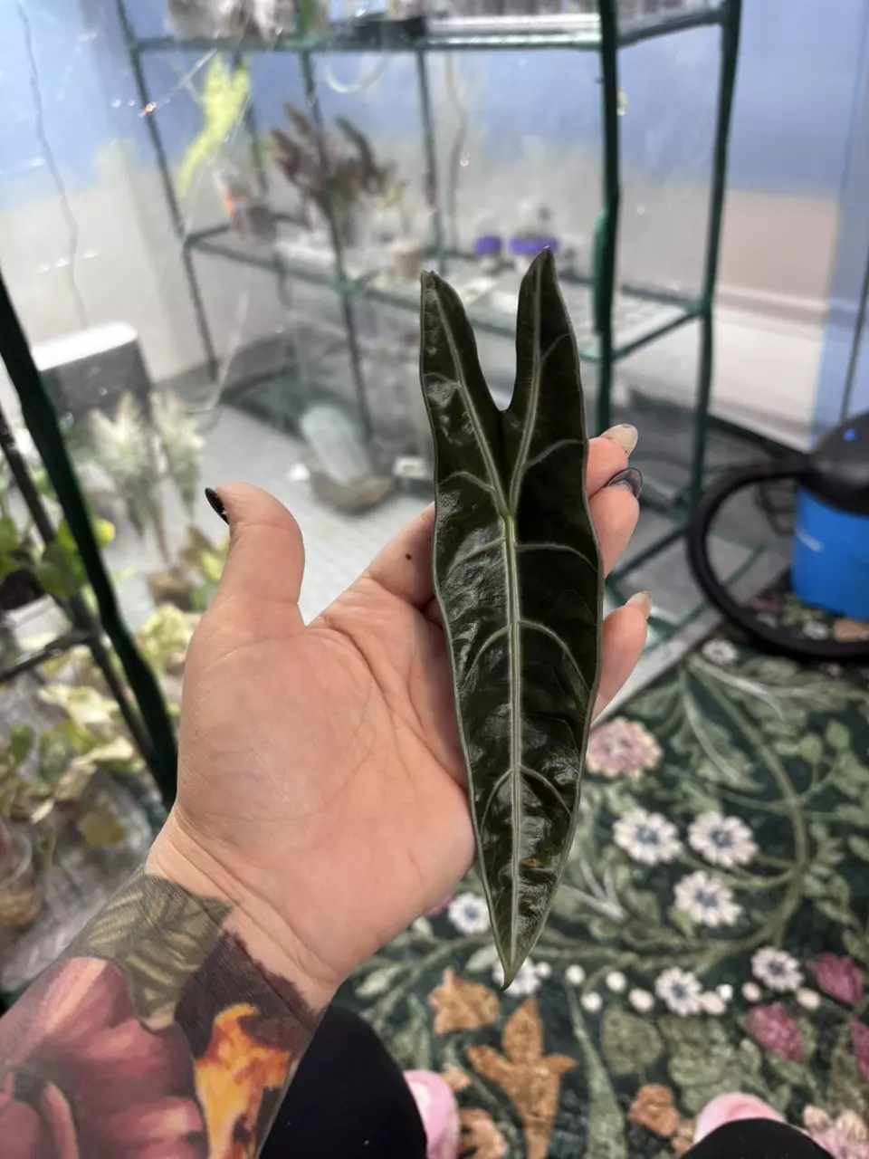 CORMS purple Longiloba thumbnail