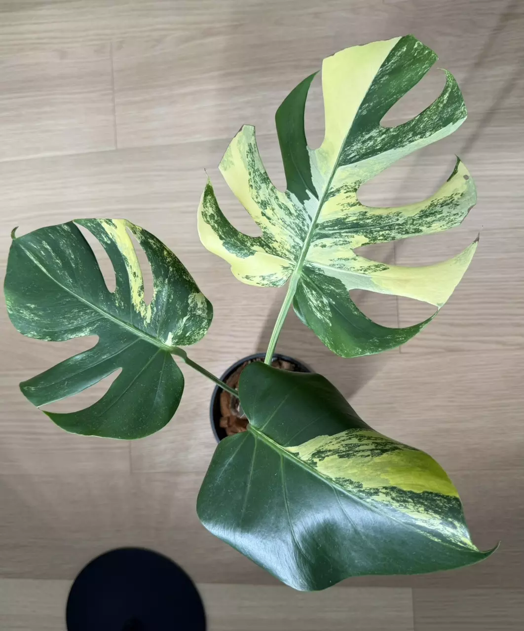 Monstera Lemon Pom Pom thumbnail