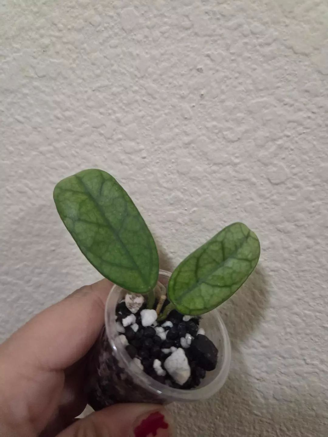 Hoya lyi NOID thumbnail