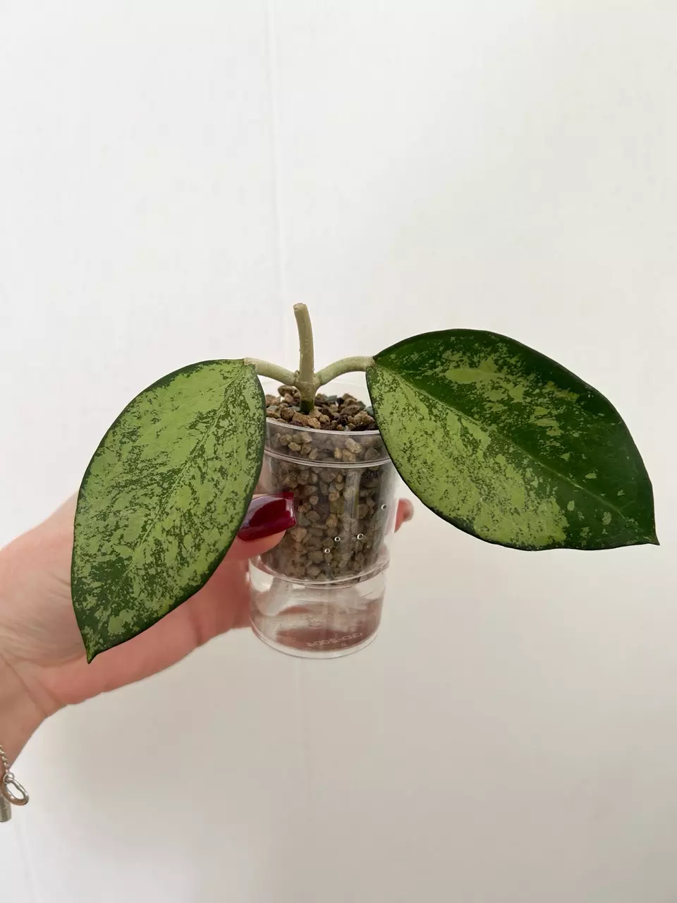 Hoya Patcharawalai 023 silver thumbnail