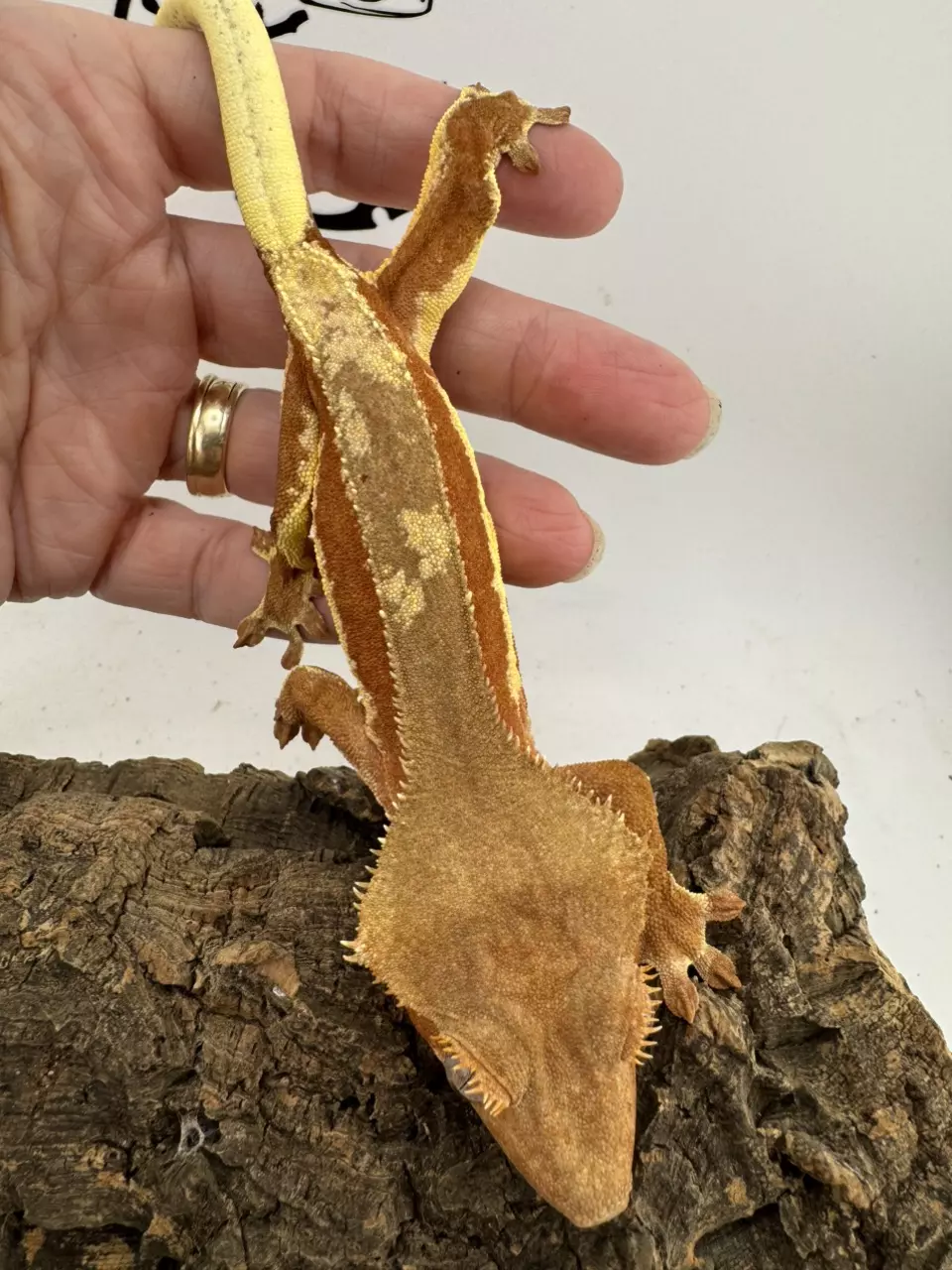 Loki 38g Male Red Phantom Lilly White Crested Gecko thumbnail
