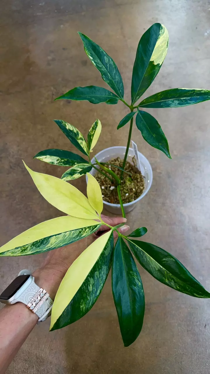 Philodendron Goeldii Aurea thumbnail