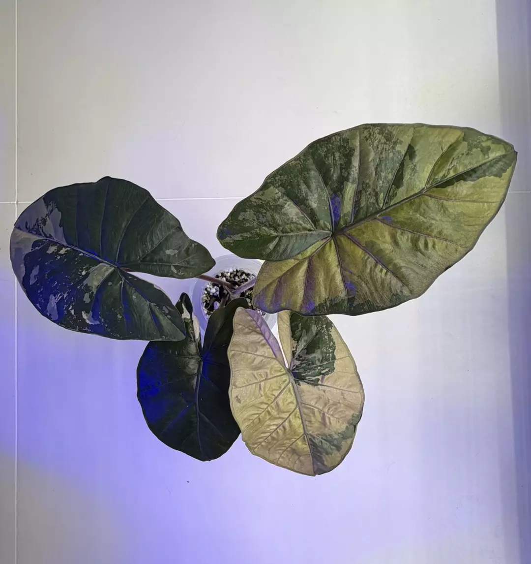 Alocasia Yucatán Princess Variegated thumbnail