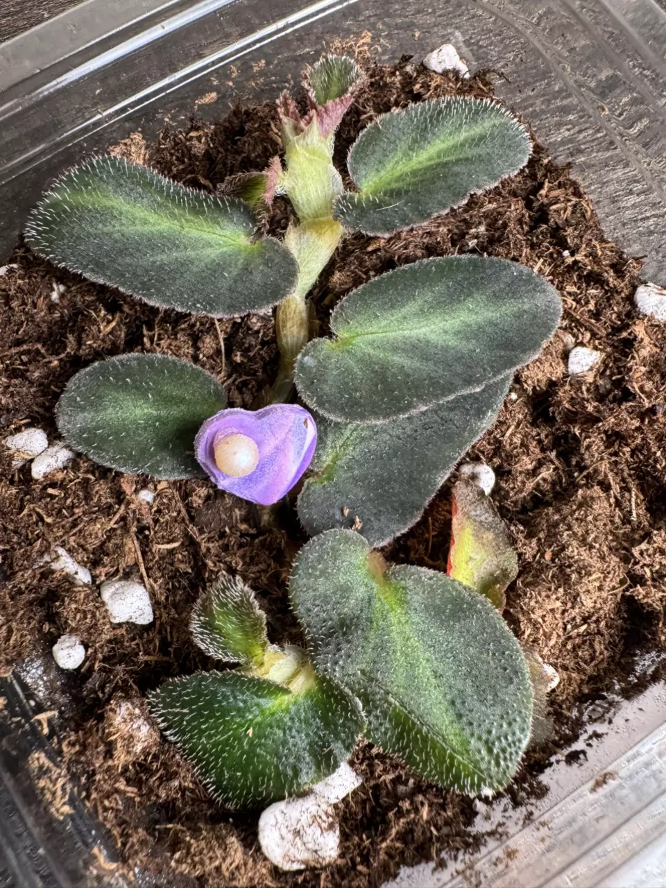 Begonia thelmae with Pearl Prop Pin thumbnail
