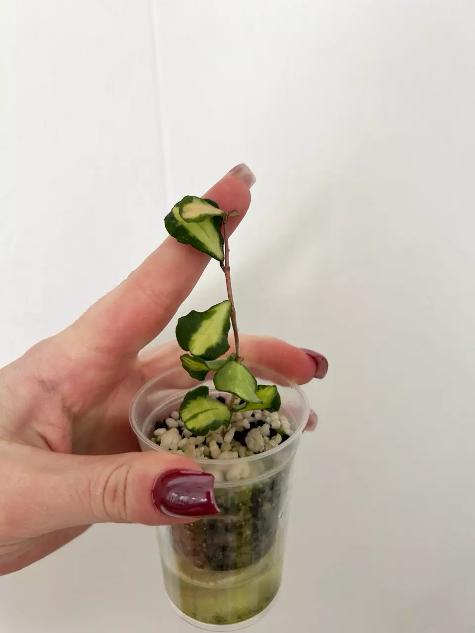Hoya Kanyakumariana Variegated thumbnail