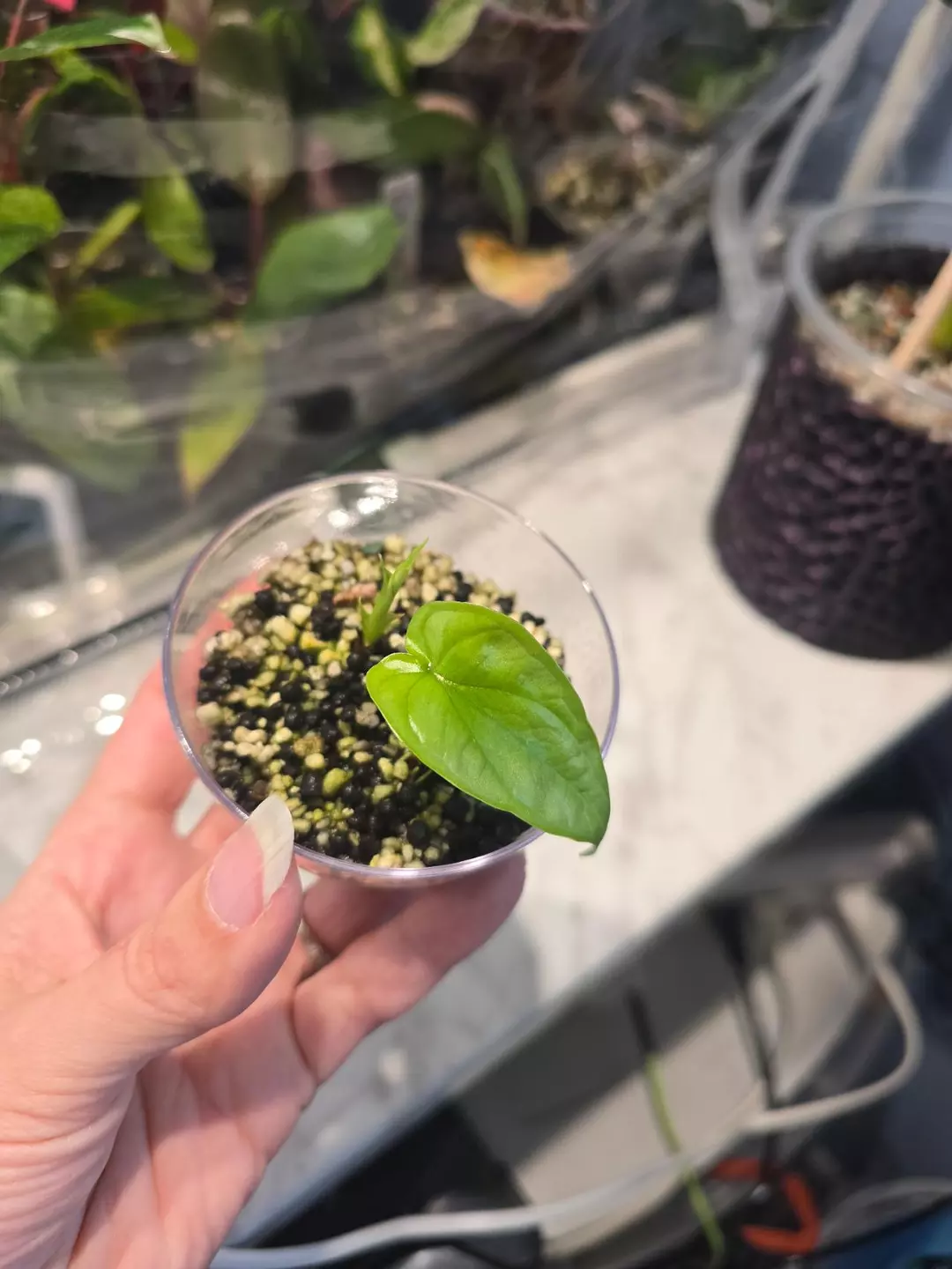 Amazonica alocasia pups thumbnail