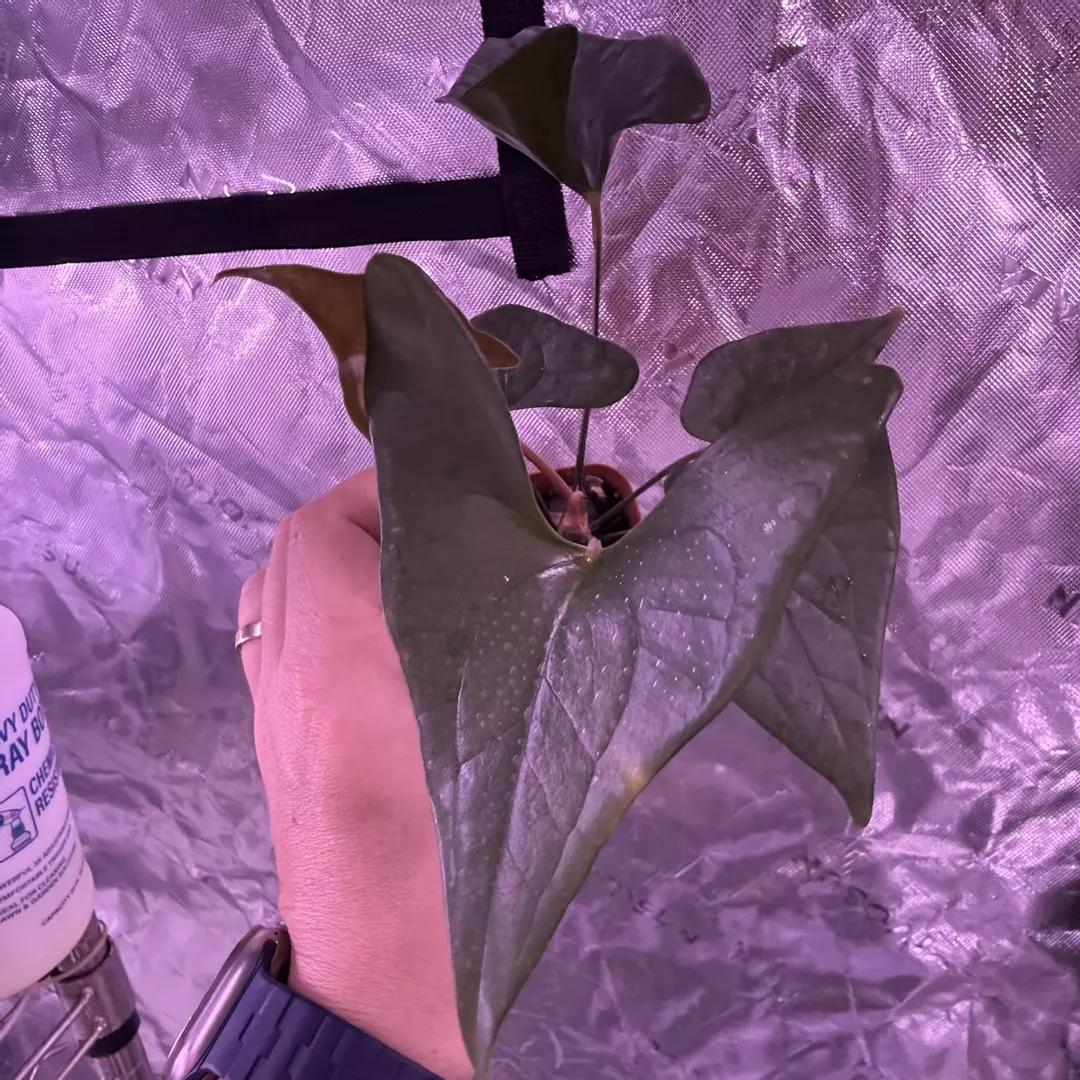 Diabloense small thumbnail