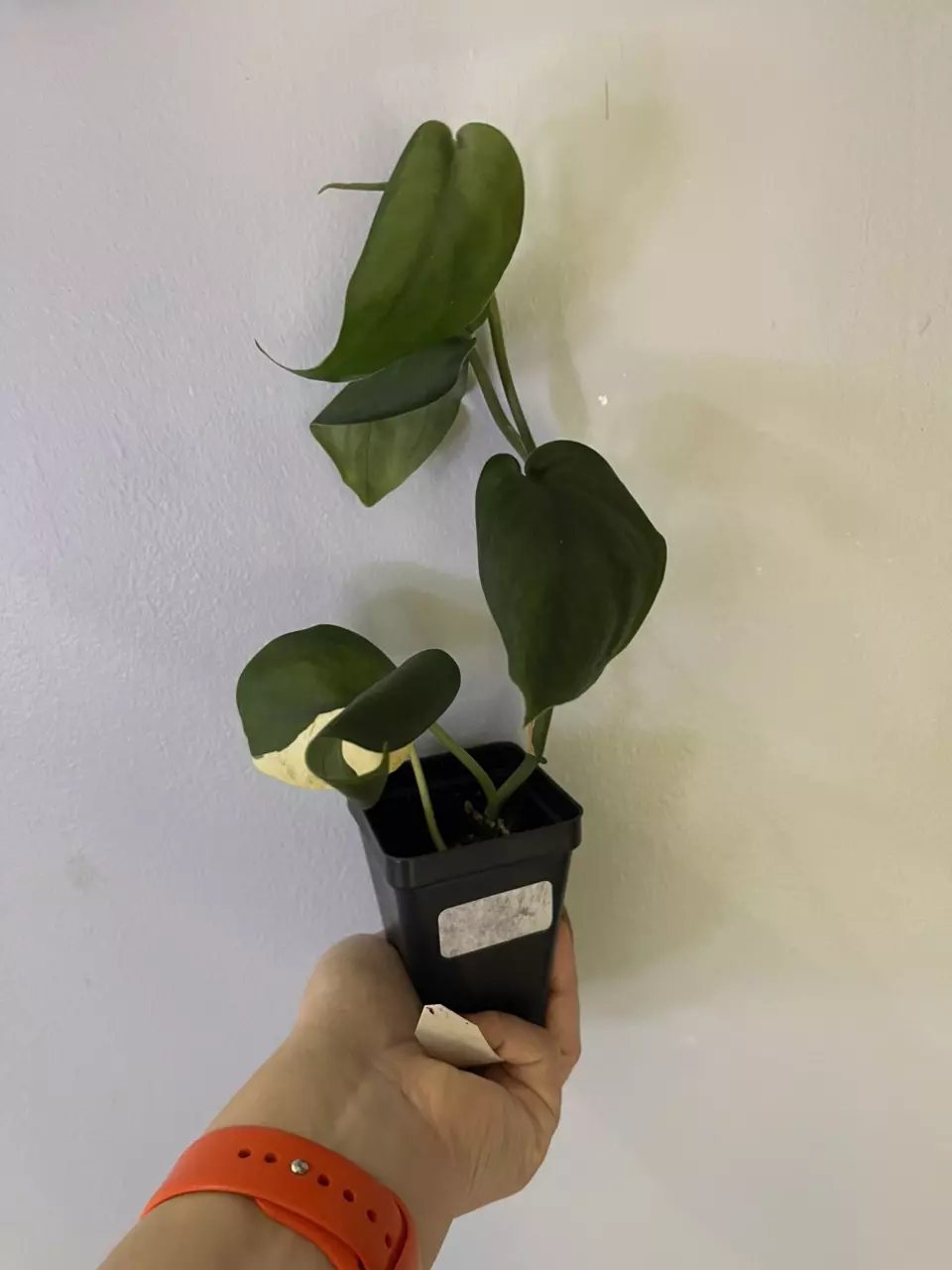 Scindapsus Jade Satin Aurea thumbnail