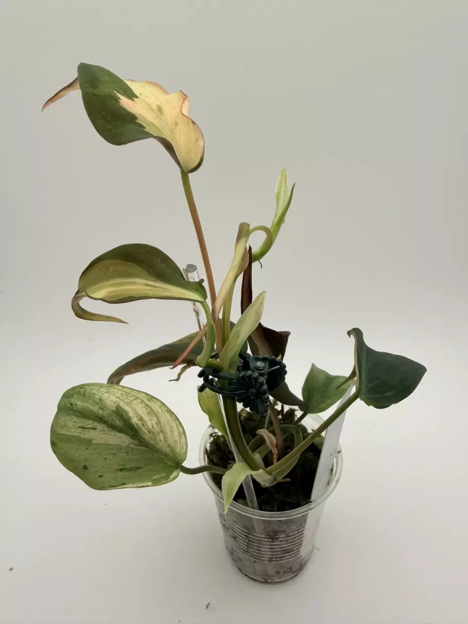 Philodendron Mint Micans thumbnail