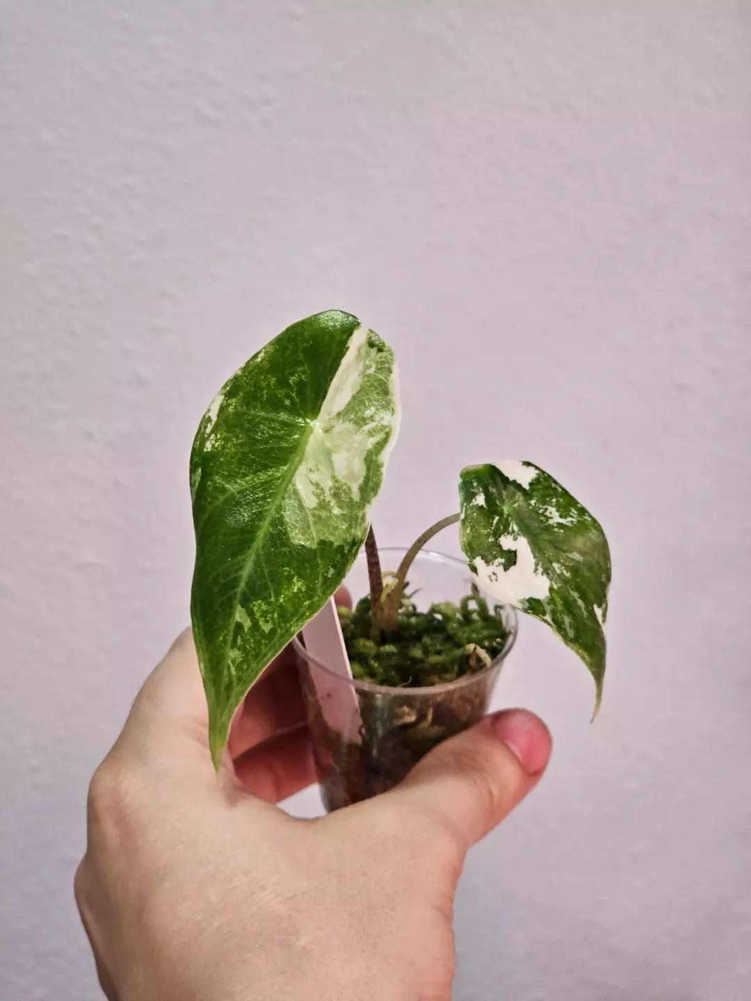 Alocasia longiloba albo pup thumbnail