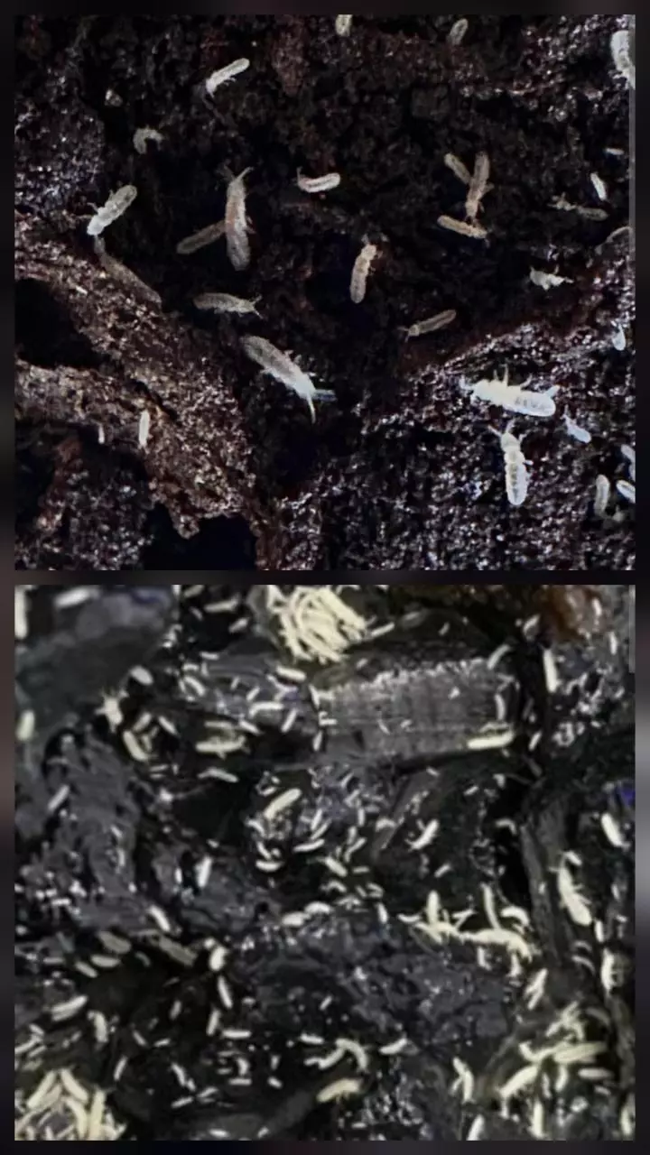 Springtails /2oz cup (temp. Wht) thumbnail