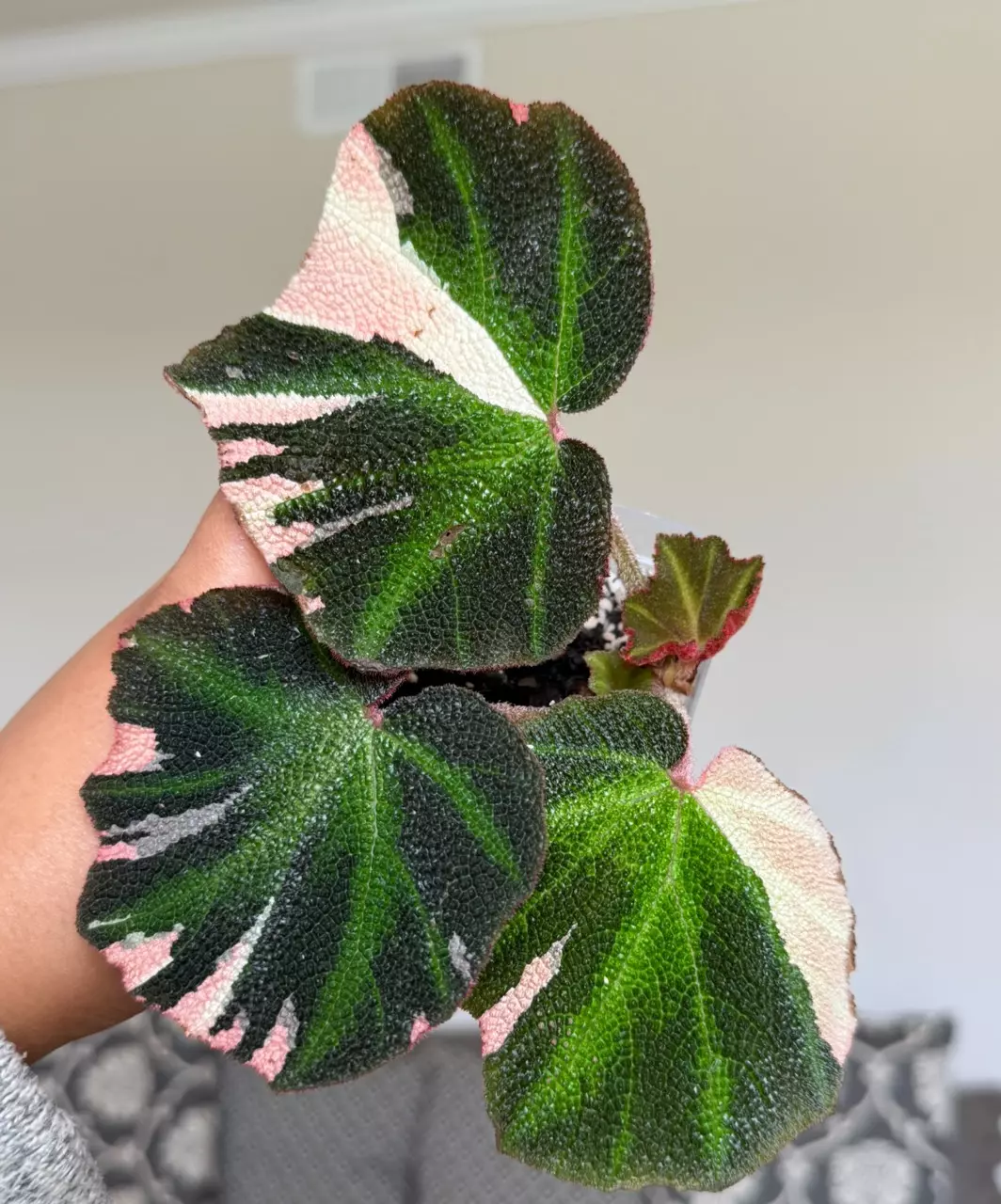 3” Begonia Soli Mutata Variegated thumbnail