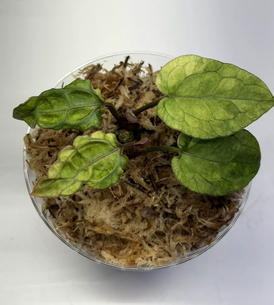 Anthurium Variegated Crystalline Stoned Hybrid thumbnail