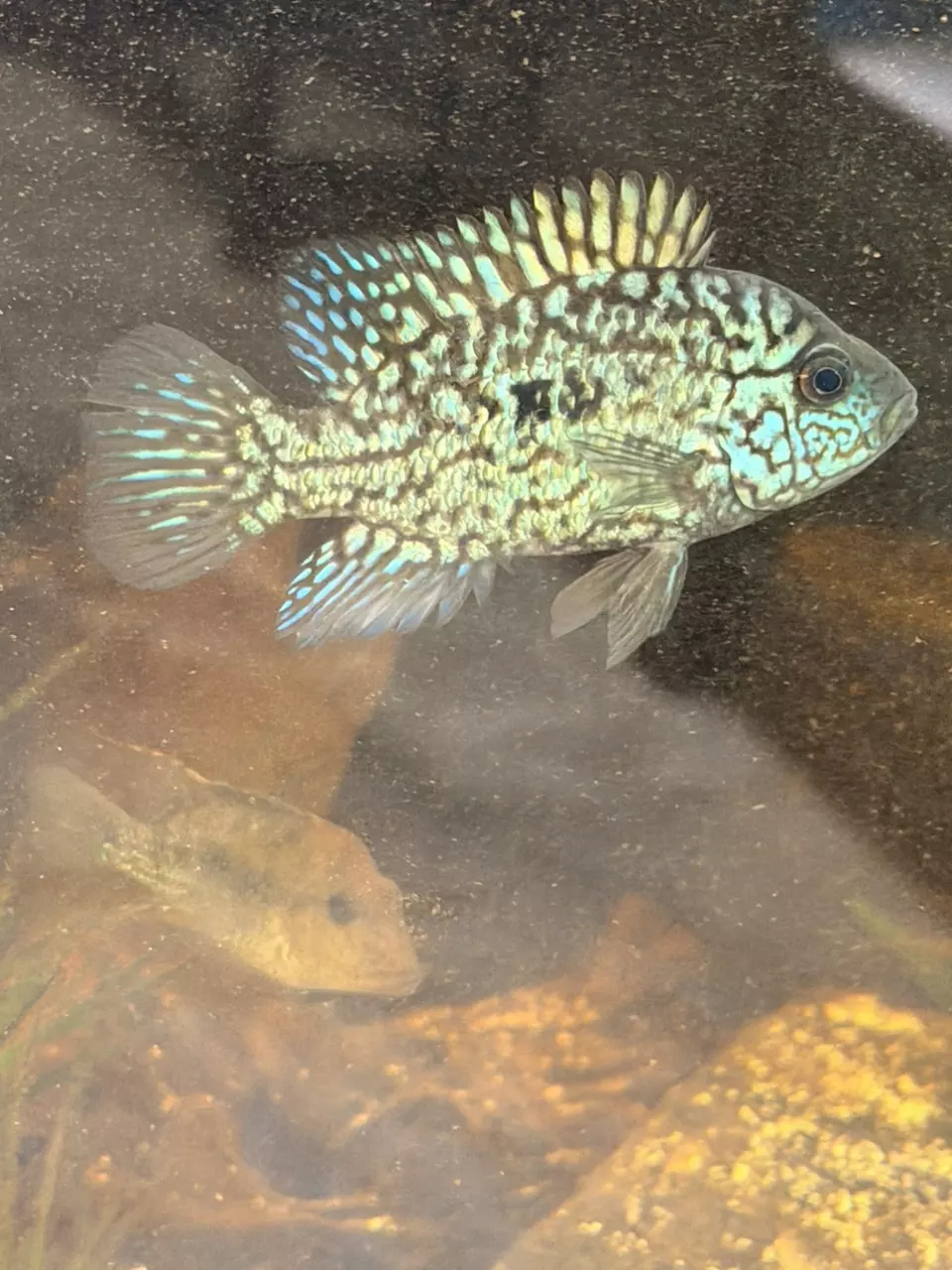 Electric Blue Carpintis Cichlid thumbnail