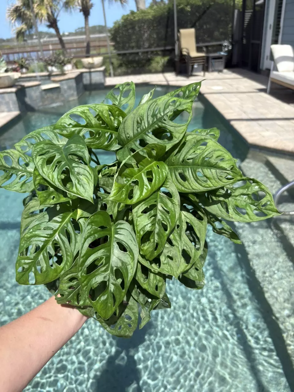 Monstera Adansonii Wide Form in 8” thumbnail