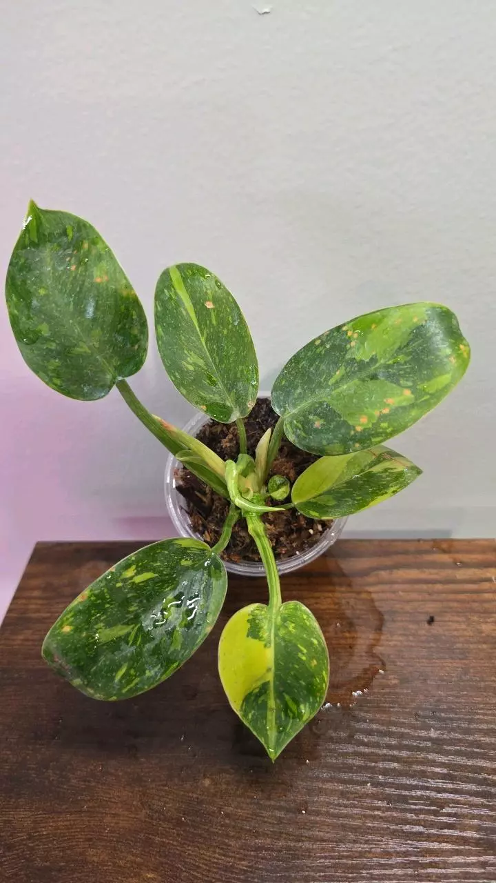 Philodendron Green Congo Nuclear 456 thumbnail