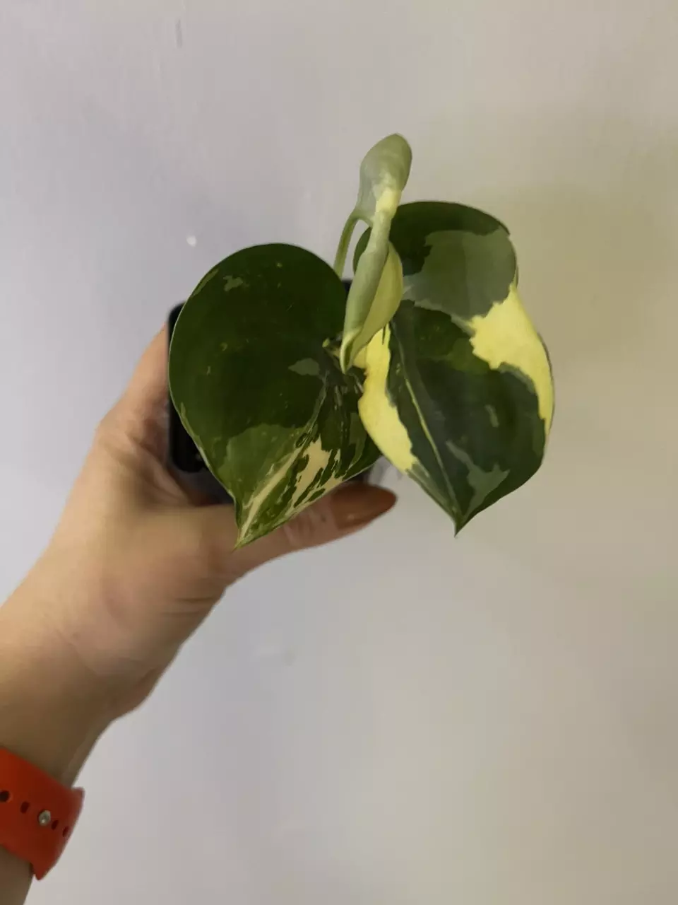 Scindapsus Jade Satin Aurea thumbnail