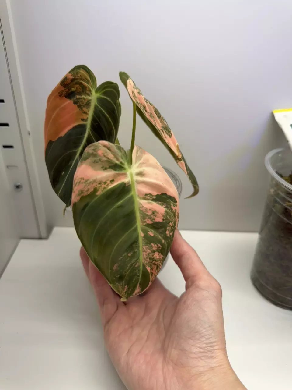 Philodendron Melanochrysum Pink Orange Variegated thumbnail
