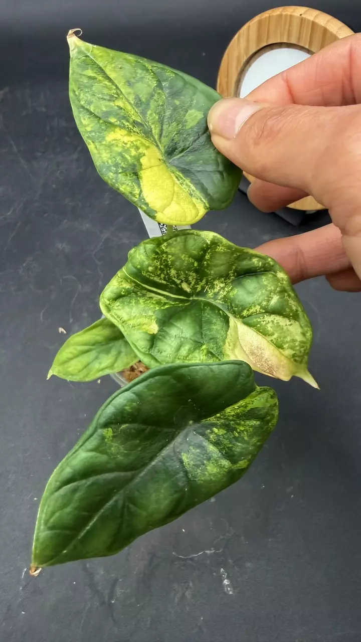 Alocasia Dragon Scale Aurea thumbnail