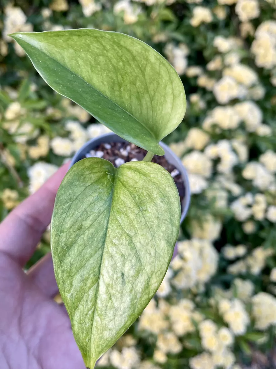 Jessenia ~ epipremnum aureum thumbnail