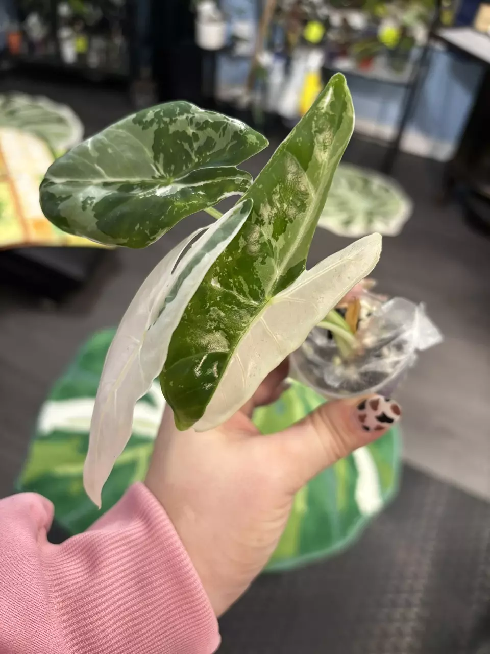 CORM Longiloba pink back Albo corms thumbnail