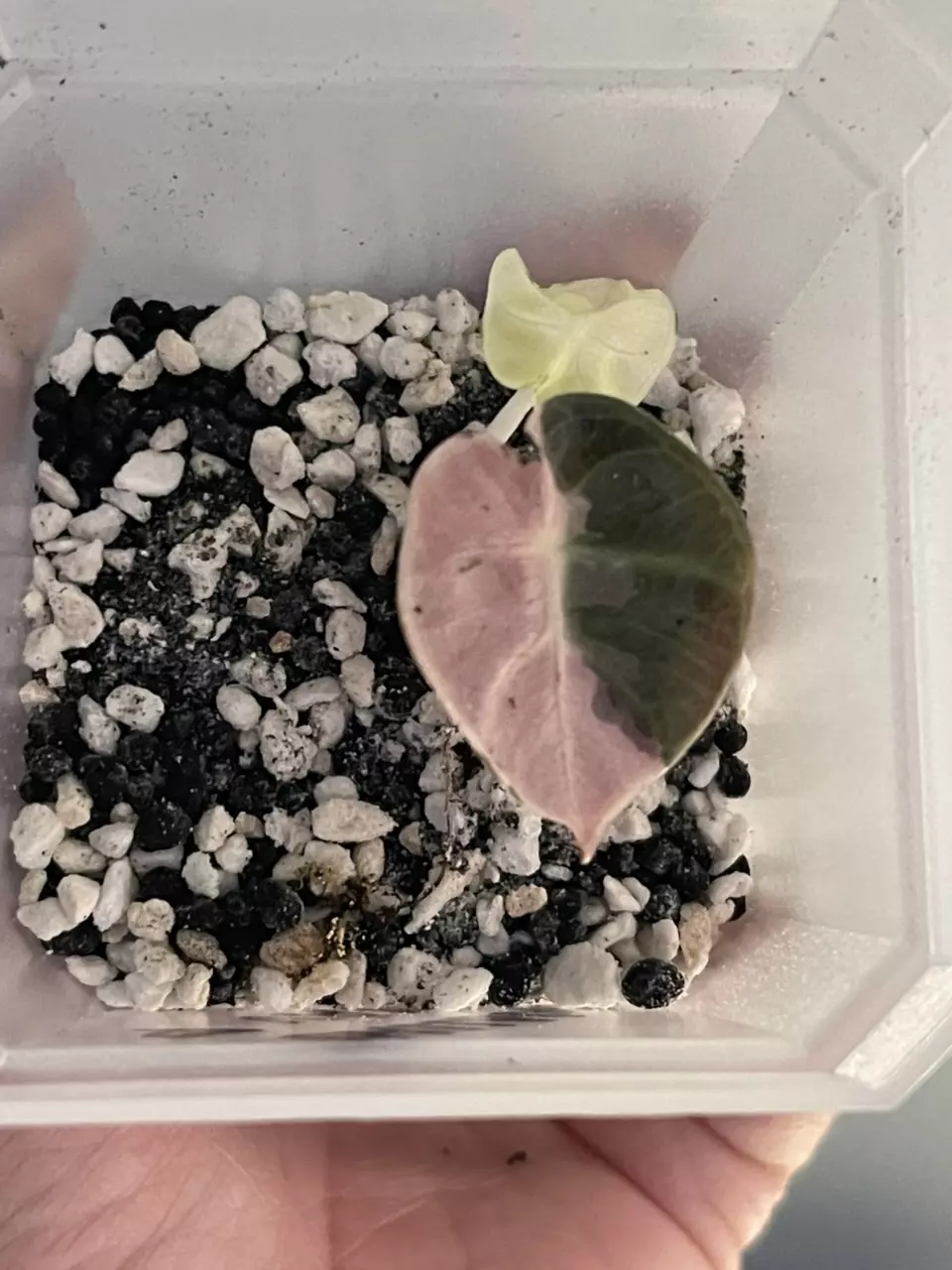 Alocasia Pink Heart Balloon Variegated thumbnail