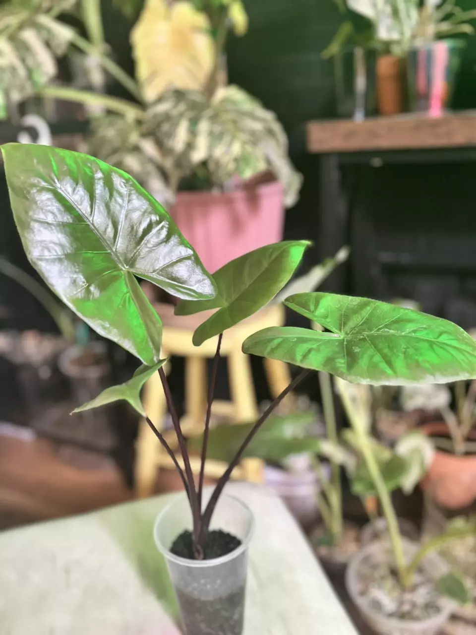 Alocasia Black Stem Aurea revert thumbnail